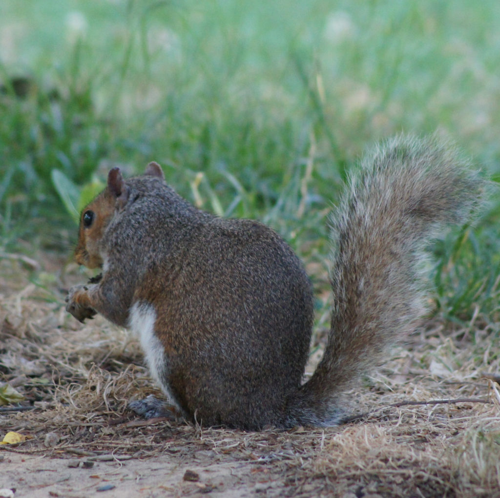 Squirrels N.C. Tree Farm Program, Inc.
