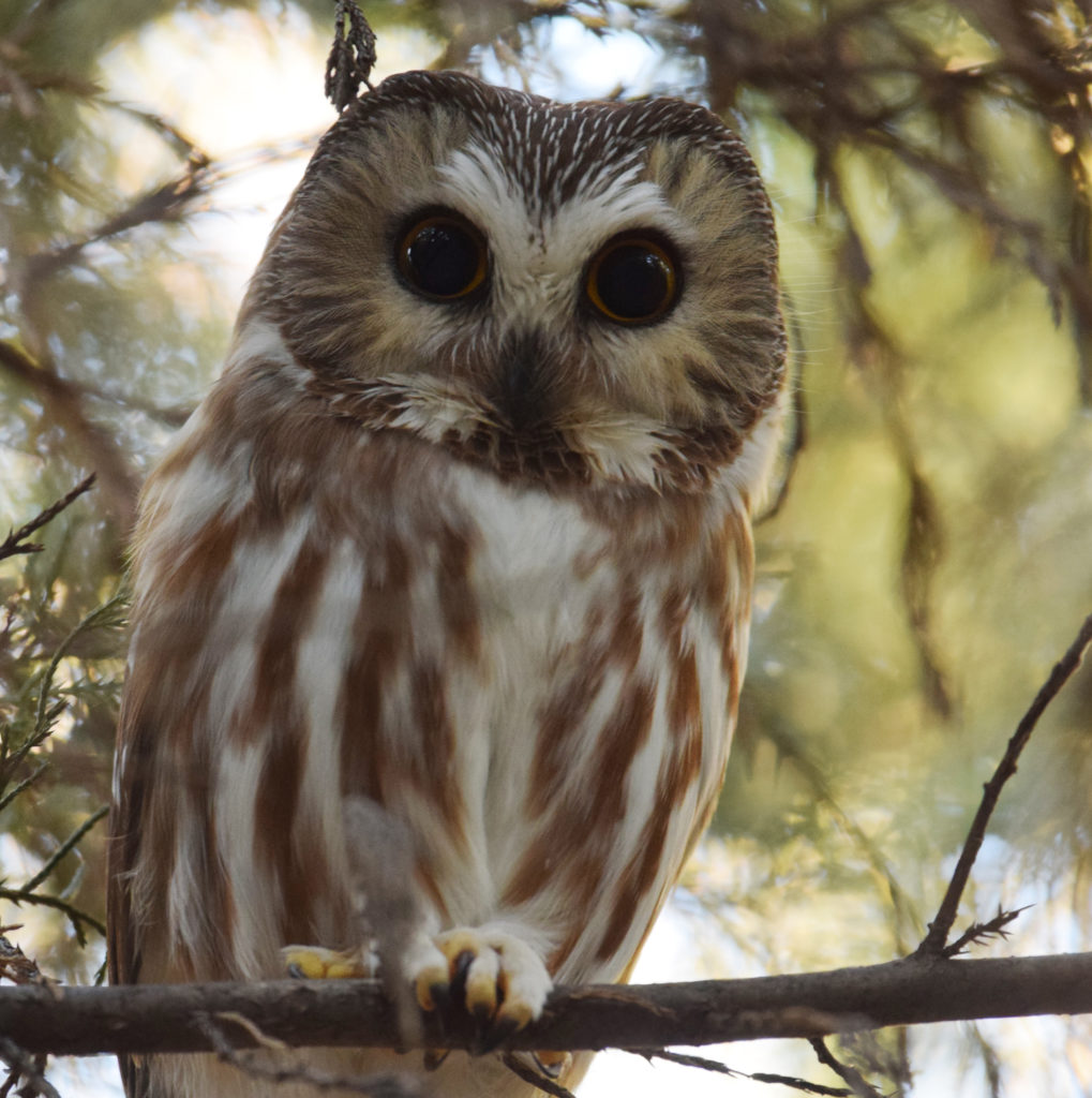 saw whet owl thumb | N.C. Tree Farm Program, Inc.